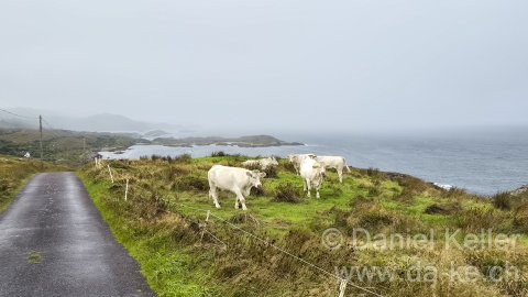 Irland 2026